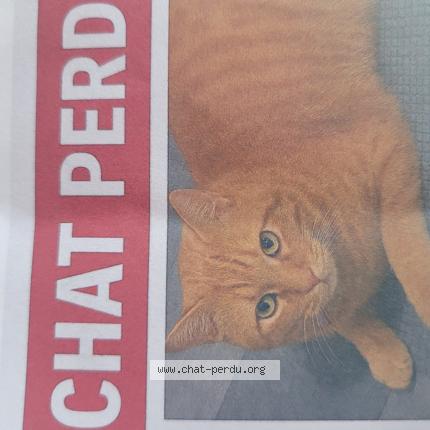 Photo 1/1 Miki Chat perdu à Montgeron