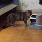 Photo de chat perdu à Laigne En Belin