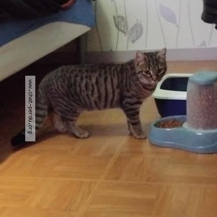 Photo 1/2 Mimi Chat perdu à Laigne en belin