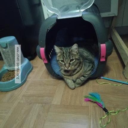 Photo 2/2 Mimi Chat perdu à Laigne en belin