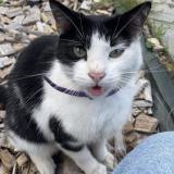 Photo de chat trouvé à Lomme