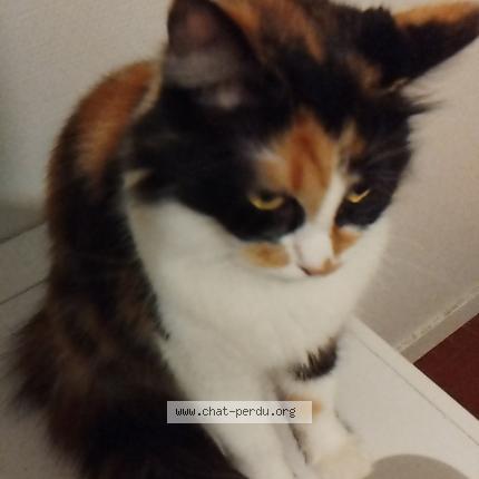 Photo 1/1 Chat retrouvé Perdu à Parigne