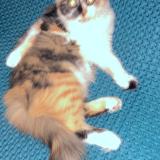 Photo de chat perdu à Limay 78520