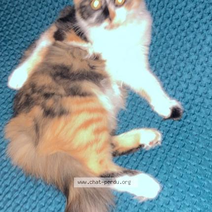 Photo 1/1 Chat retrouvé Perdu à Limay 78520