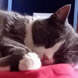 Photo de chat perdu à Sully Sur Loire