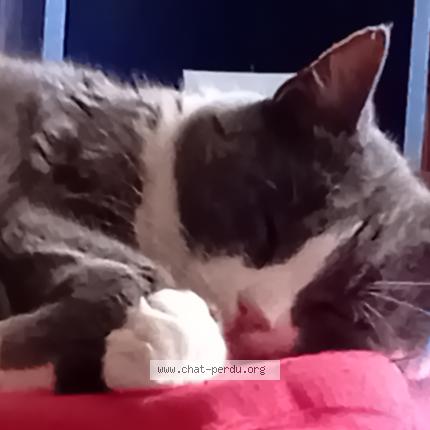 Photo 1/1 LAGLUE Chat perdu à Sully sur loire