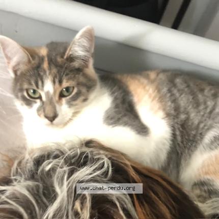 Photo 1/1 Avada Chat perdu à Donges