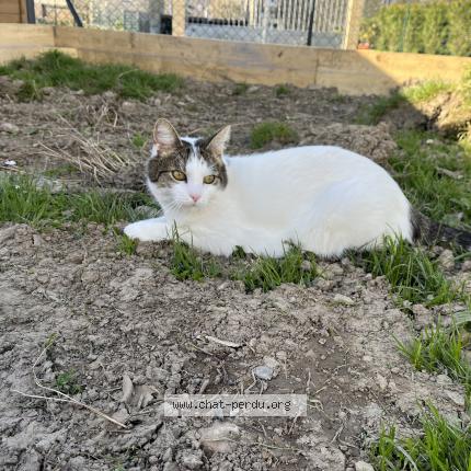 Photo de chat perdu à Balleroy Sur Drome