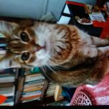 Photo de chat trouvé à Grenoble