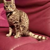 Photo de chat perdu à Gorgier