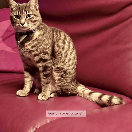 Photo 1/1 Kito Chat perdu à Gorgier