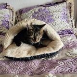 Photo de chat perdu à Avignon