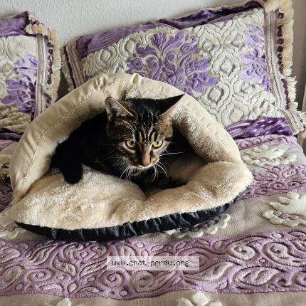 Photo 1/1 Louisa Chat perdu à Avignon