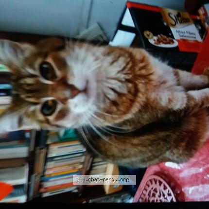 Photo 1/1 kémo Chat perdu à Grenoble eybens