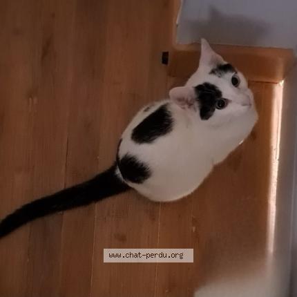 Photo 1/1 Blackie Chat perdu à Taponnat fleurignac