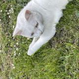 Photo de chat perdu à Metz