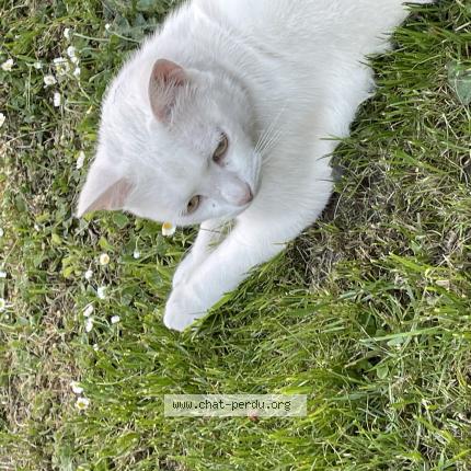 Photo 1/1 Elliott Chat perdu à Metz