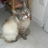 Photo de chat perdu à Saint Etienne