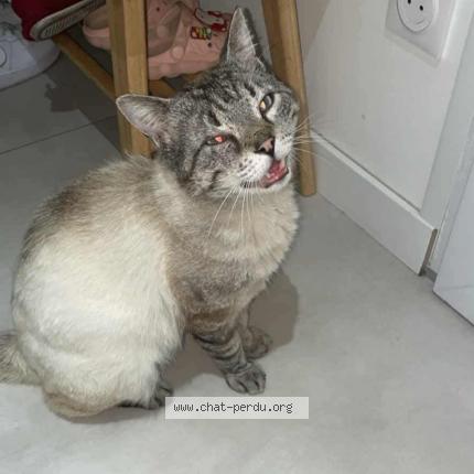 Photo 1/1 Kiwi Chat perdu à Saint etienne