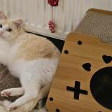 Photo de chat perdu à La Plaine Sur Mer