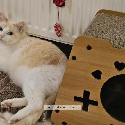 Photo 1/1 SWEETY ou Titi Chat perdu à La plaine sur mer