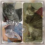 Photo de chat perdu à Plancoet