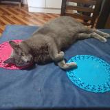 Photo de chat perdu à Rancagua