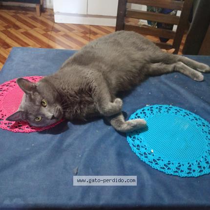 Photo 1/1 Ashey Chat perdu à Rancagua