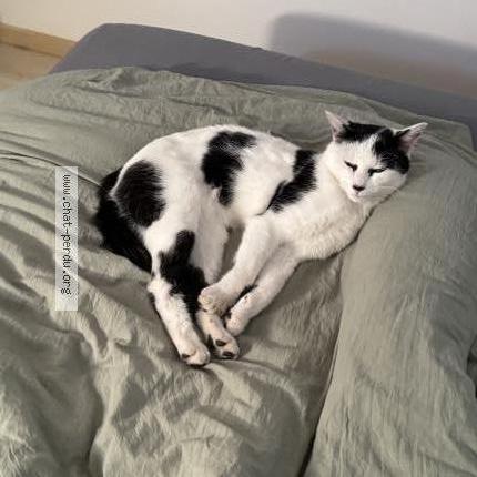 Photo 1/1 Chat retrouvé Perdu à Landaul