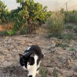 Photo de chat perdu à Sauvian