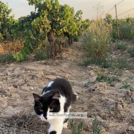 Photo 1/1 Nana Chat perdu à Sauvian