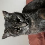 Photo de chat perdu à Beaugency