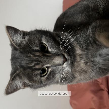 Photo 1/1 Grifouille Chat perdu à Beaugency