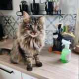 Photo de chat perdu à Fanjeaux