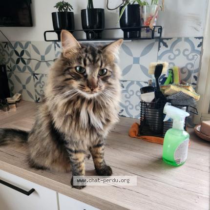 Photo 1/1 Uly Chat perdu à Fanjeaux