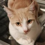 Photo de chat perdu à 41300 Salbris