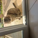 Photo de chat trouvé à Chenecey Buillon