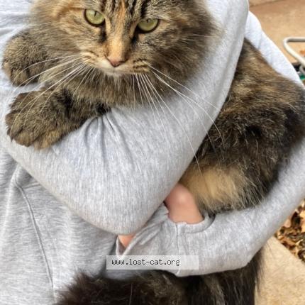 Photo 1/1 Chat trouvé Trouvé à Elk city