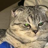 Photo de chat perdu à Liege