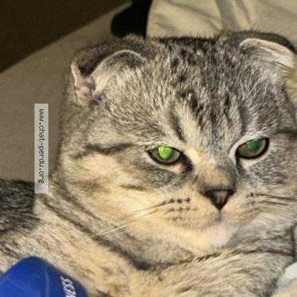 Photo 1/1 Tommy Chat perdu à Liege