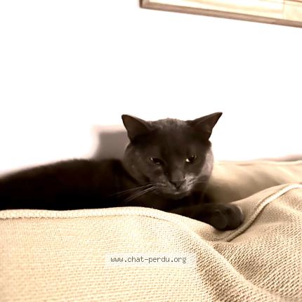 Photo 1/1 Minou Chat perdu à Argenteuil