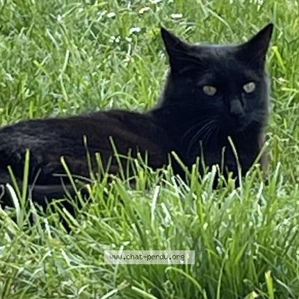 Photo de chat perdu à Audincourt