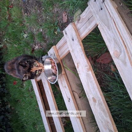 Photo 1/1 Maya Chat perdu à Les touches