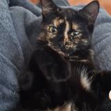 Photo de chat perdu à Lamboing