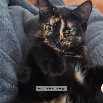 Photo 1/1 Sunny Chat perdu à Lamboing