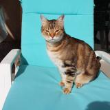 Photo de chat perdu à Saint Esteve