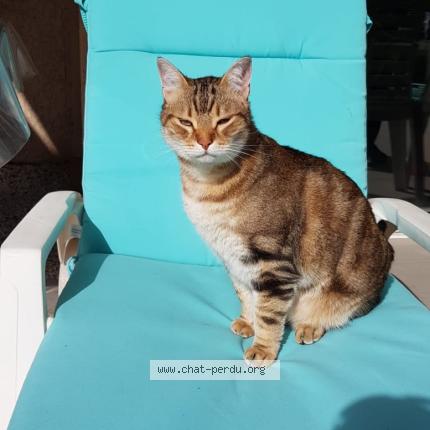 Photo 1/1 Caesar Chat perdu à Saint esteve