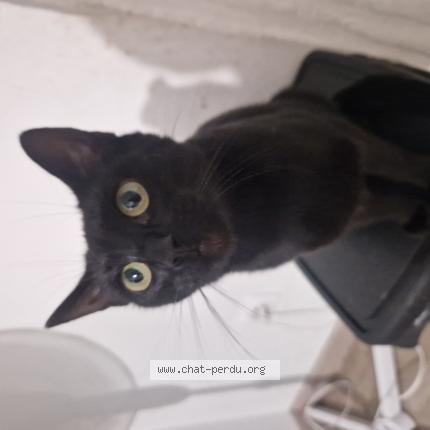 Photo 1/1 Charly Chat perdu à Besancon