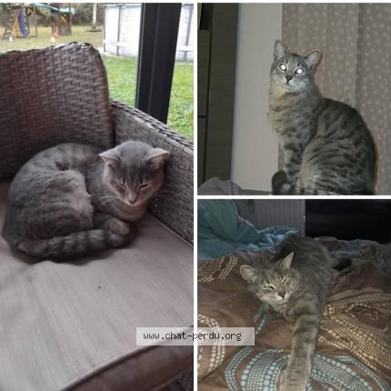 Photo 1/1 YODA Chat perdu à Pruniers en sologne