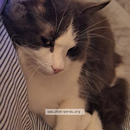 Photo 1/1 Will Chat perdu à Crouy sur cosson